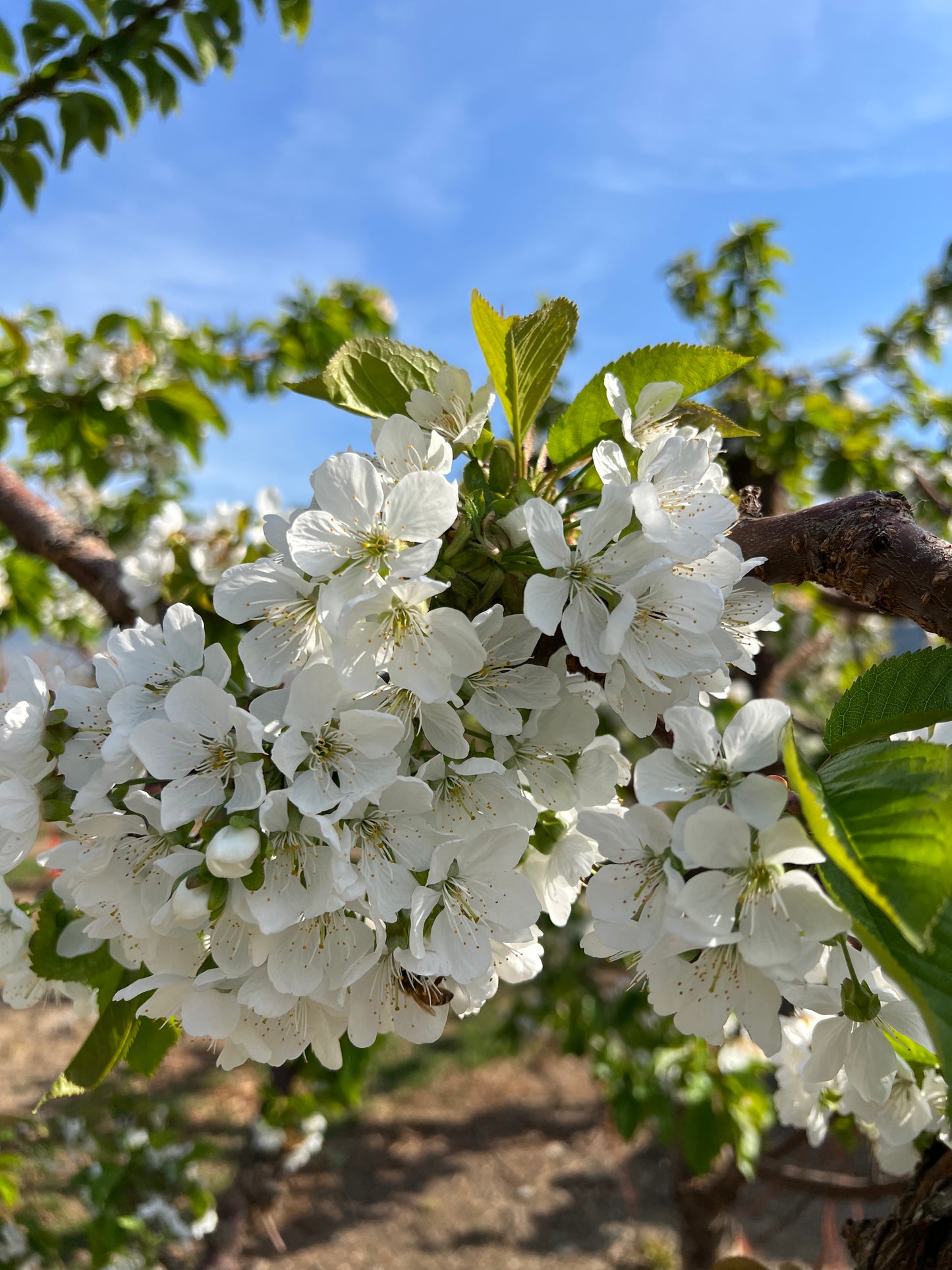 Chelan Cherries