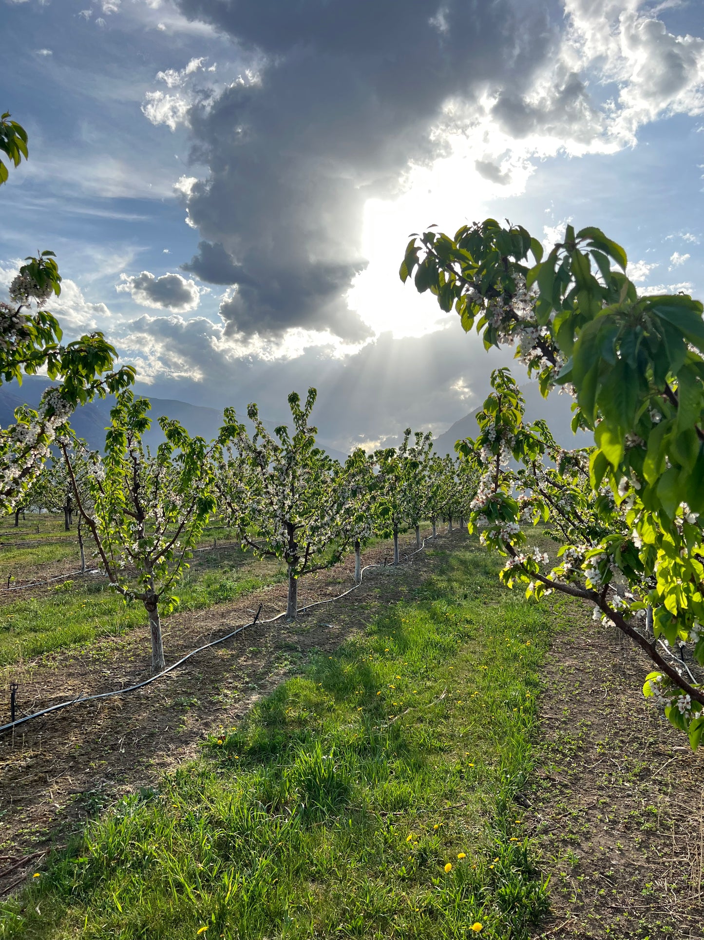 Chelan Cherries