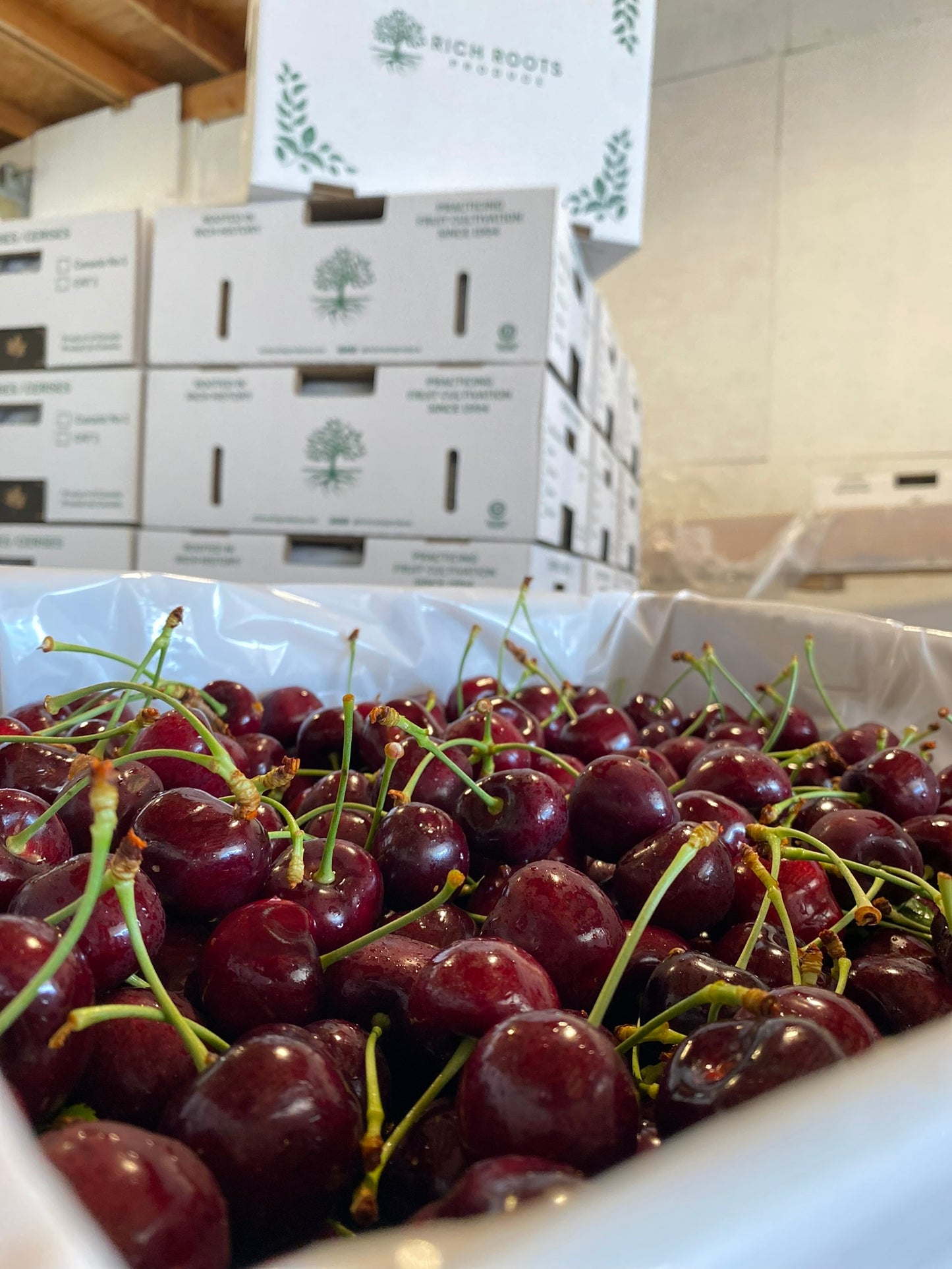 Sylvia Cherries