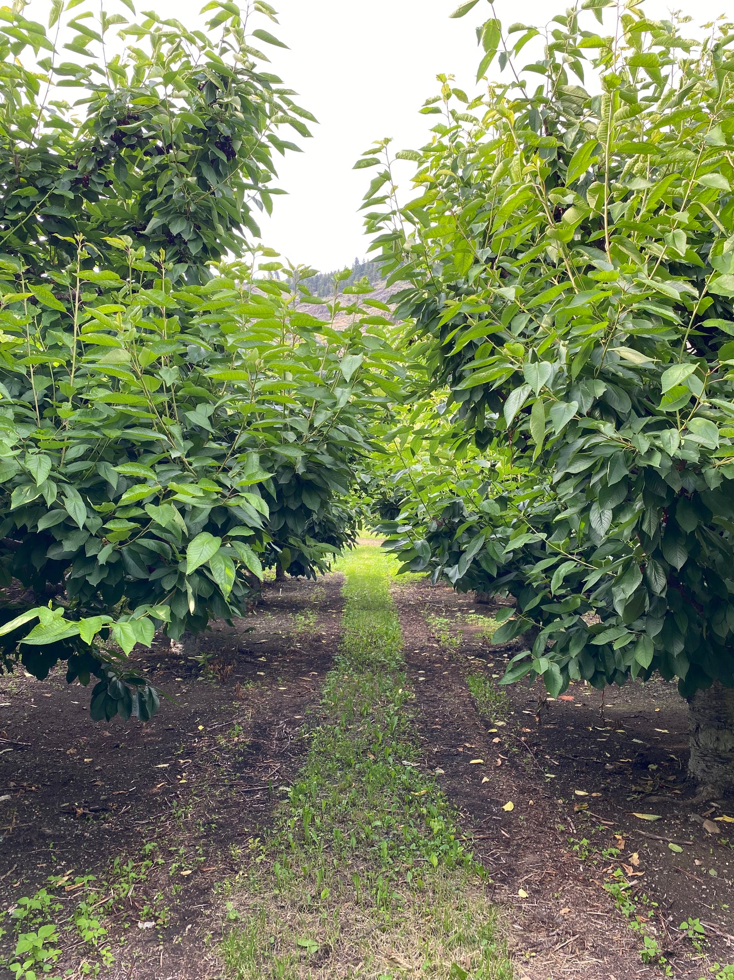 Sylvia Cherries