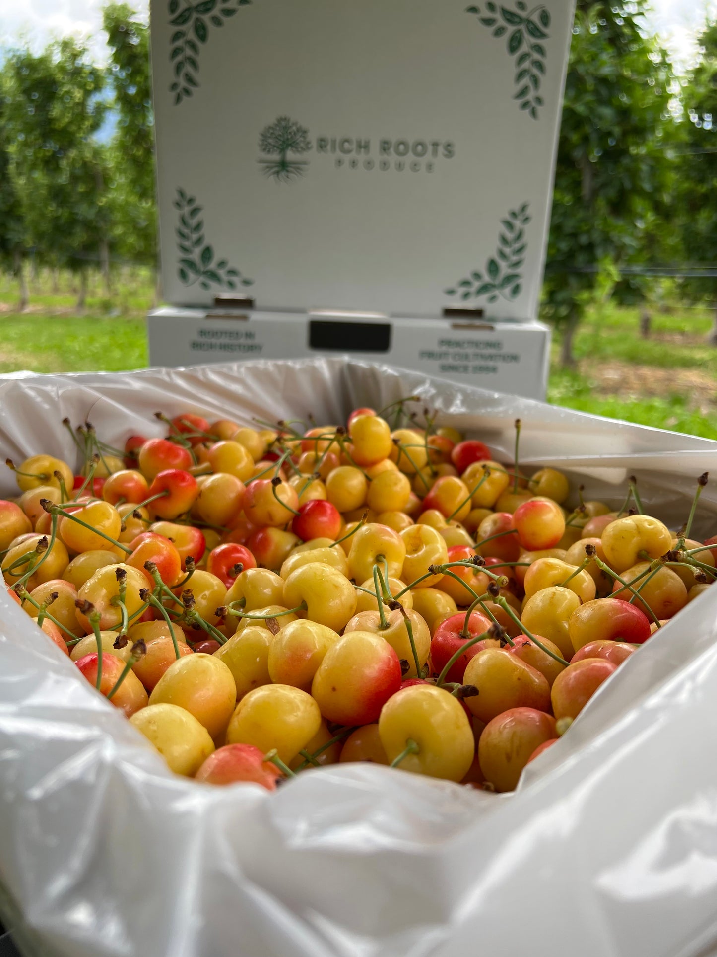 Rainier Cherries