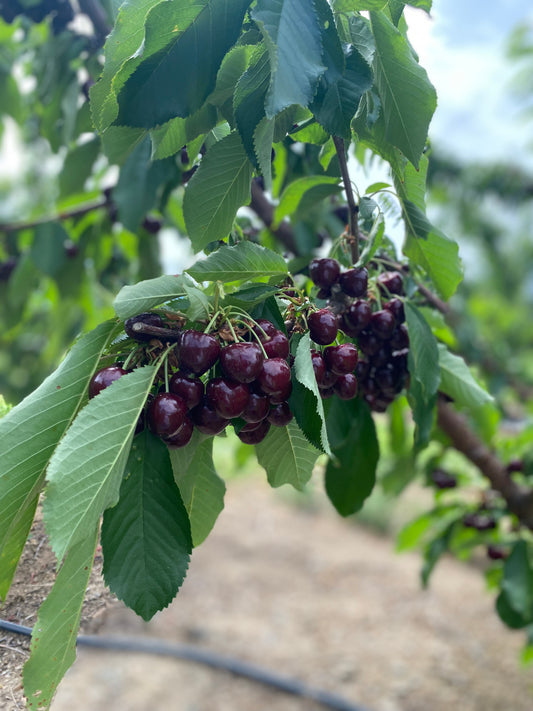 Chelan Cherries