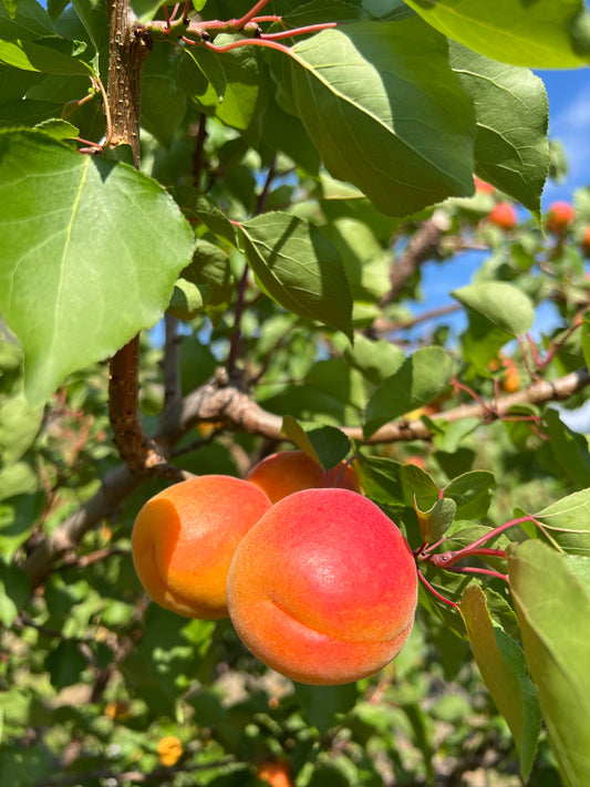 Goldbar Apricot