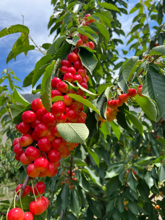 Rainier Cherries