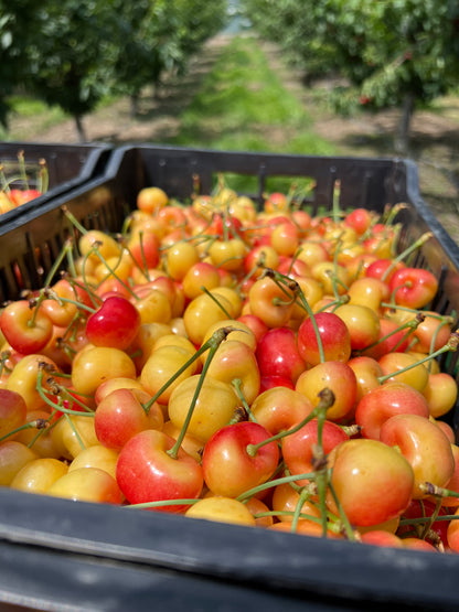 Rainier Cherries