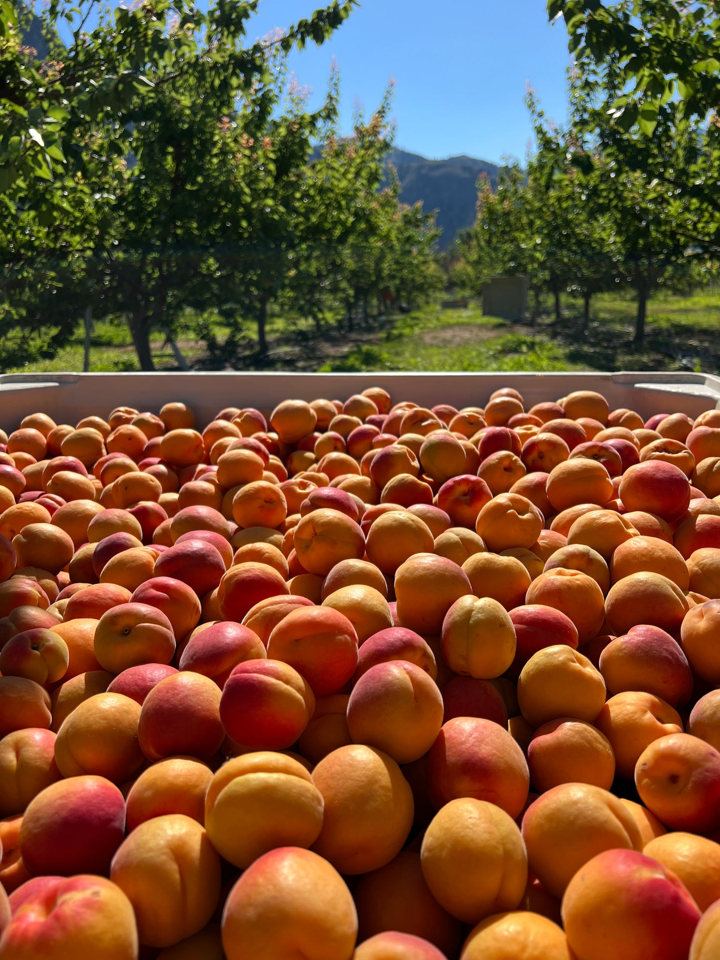 Goldbar Apricot