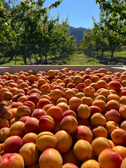 Goldbar Apricot