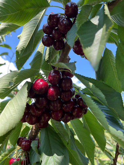 Lapin Cherries