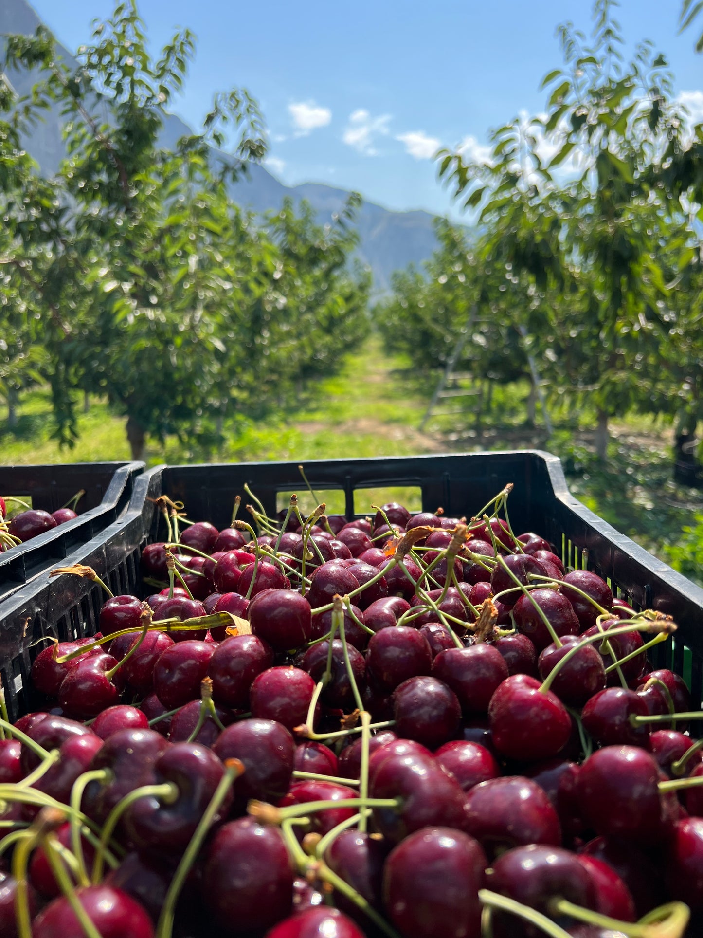 Lapin Cherries