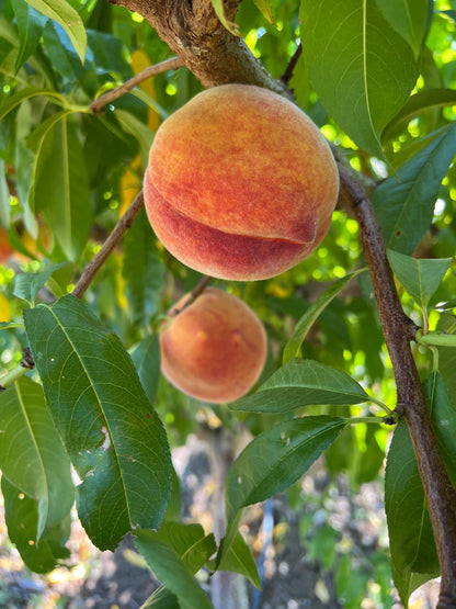 Redhaven Peaches