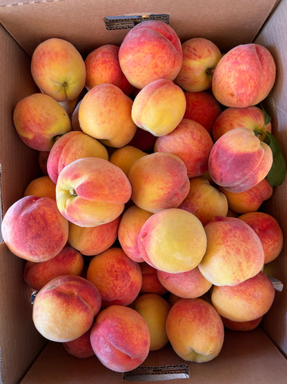 Glohaven Peach