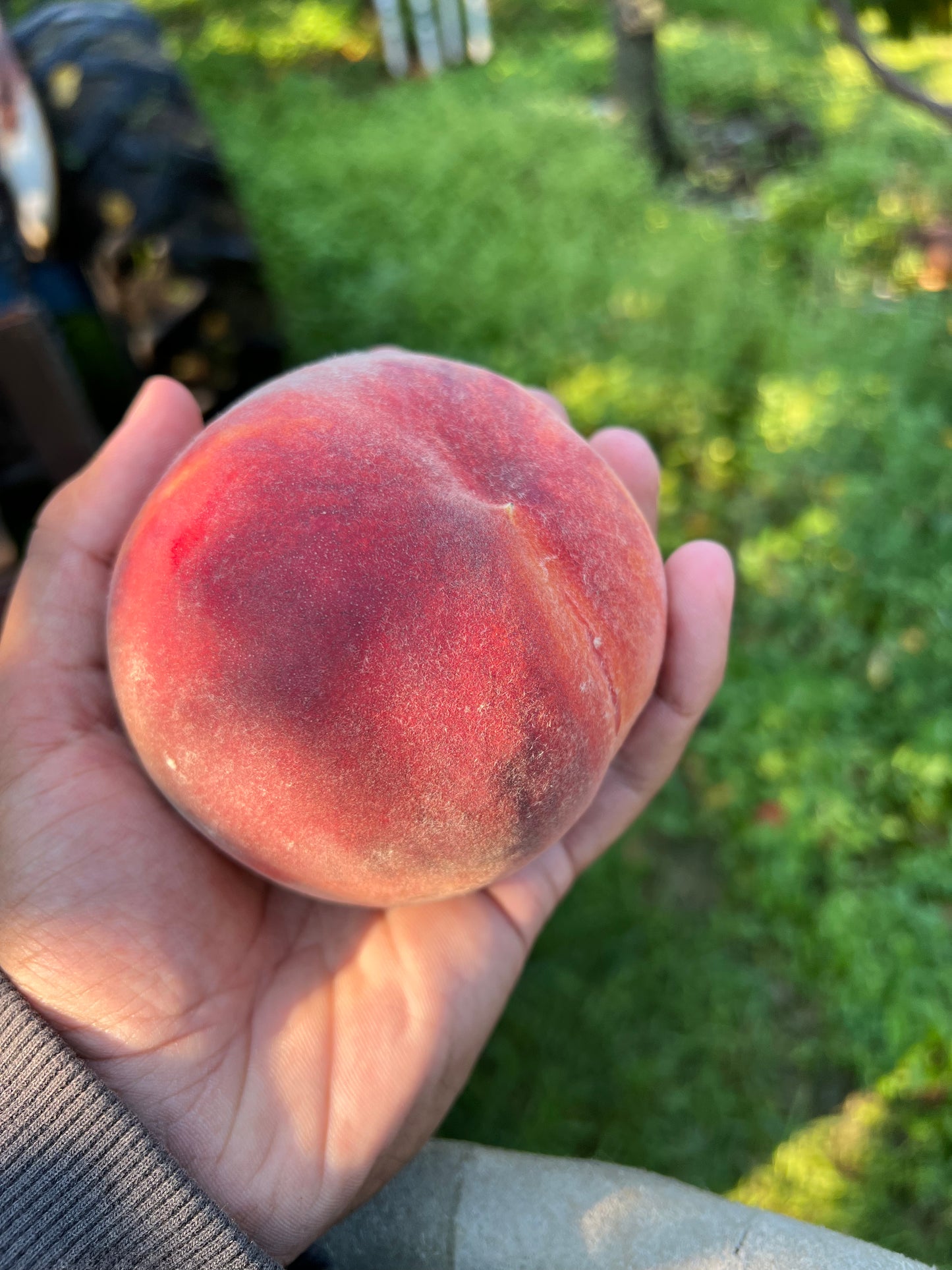 Glohaven Peach