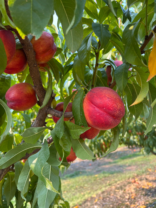 Independence Nectarines