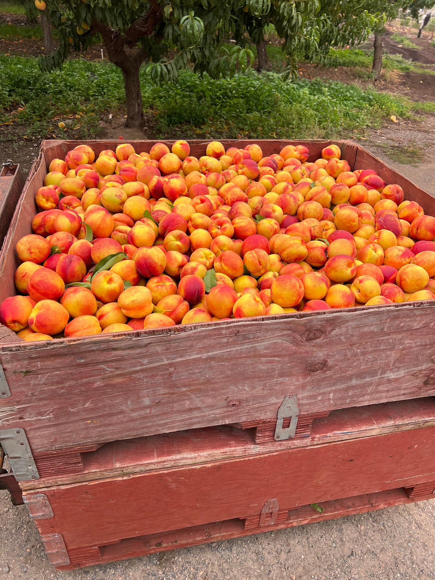 Red Diamond Nectarine