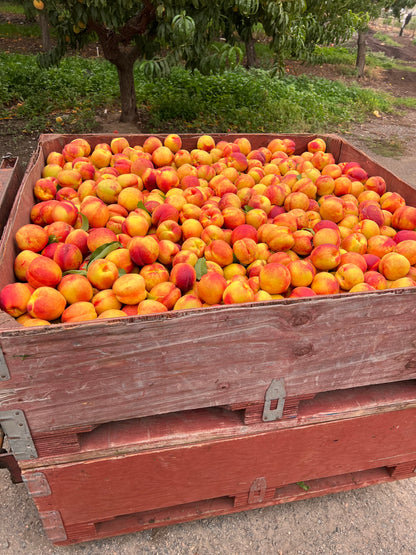 Red Diamond Nectarine