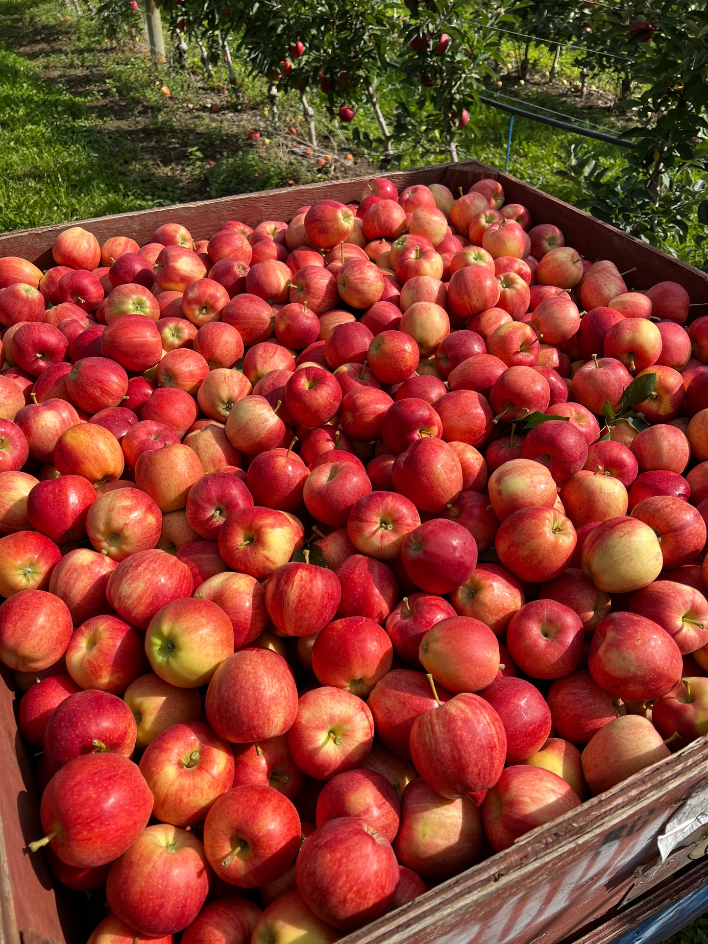 Gala Apples