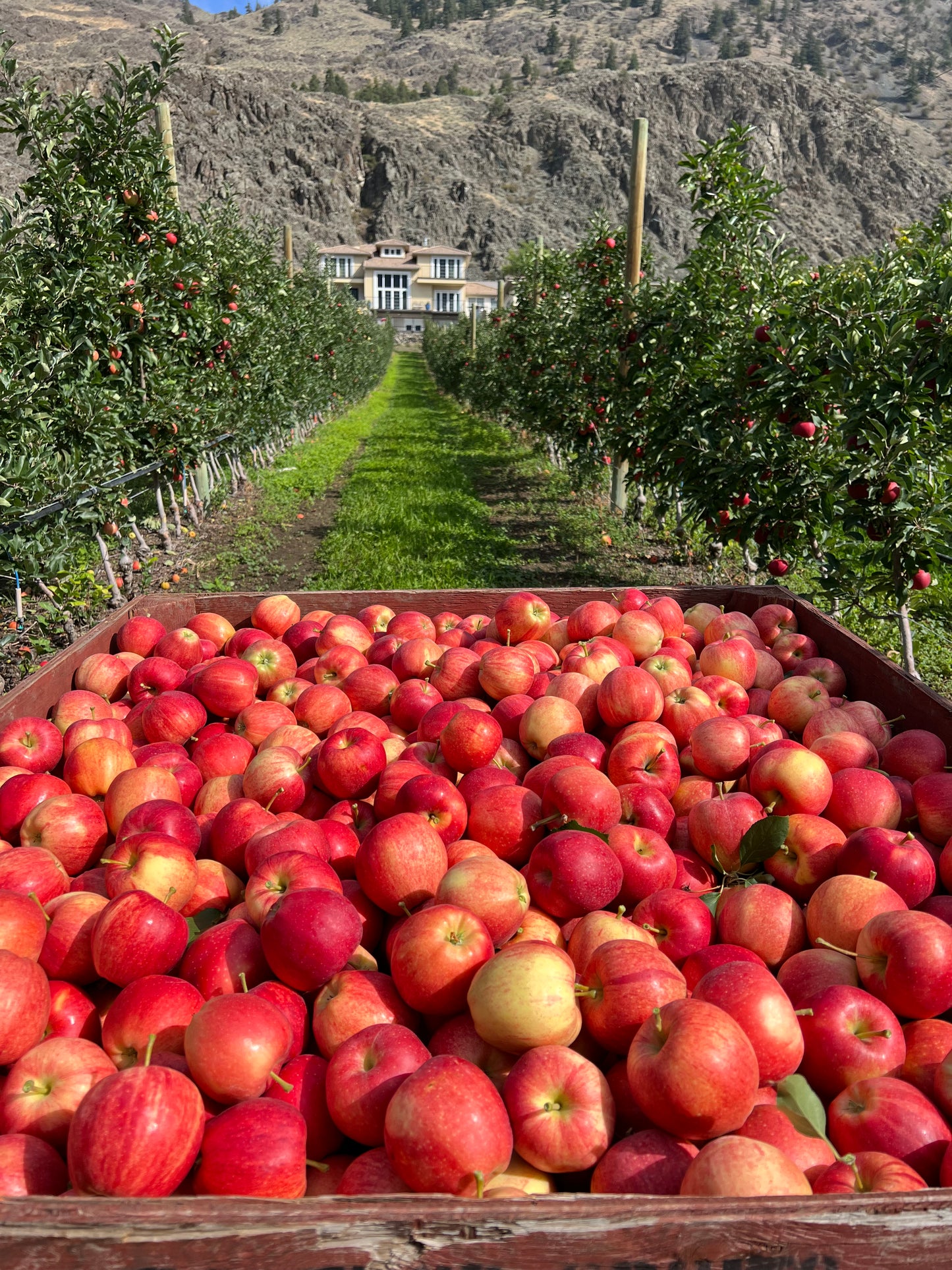 Gala Apples