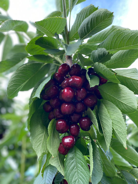 Sylvia Cherries