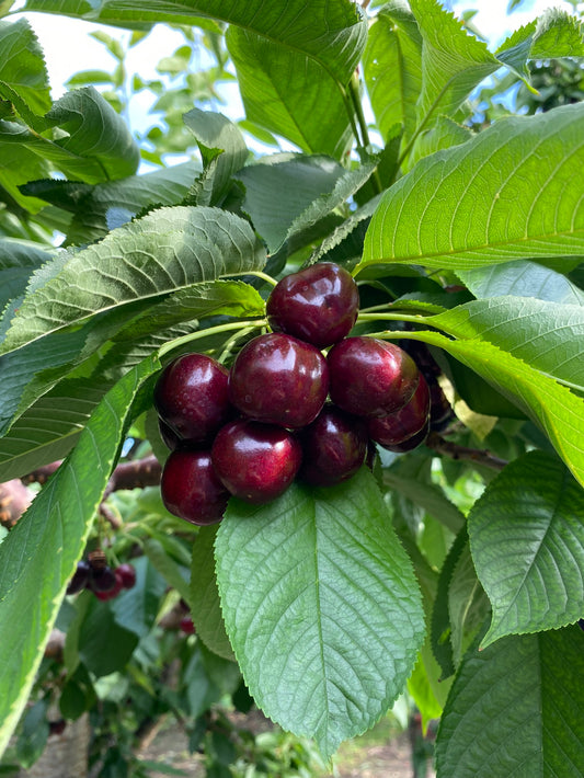 Skeena Cherries