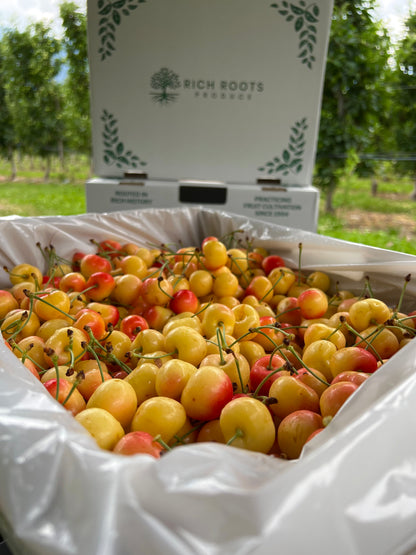 Rainier Cherries
